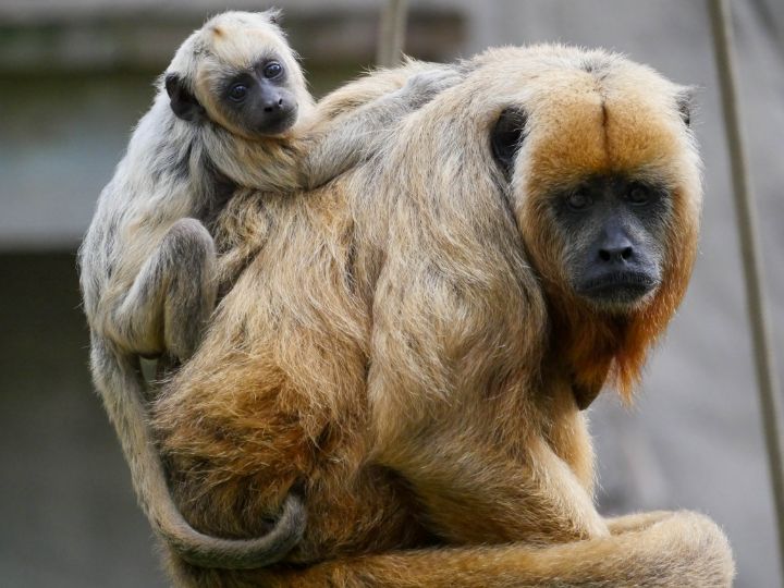Howler Monkey