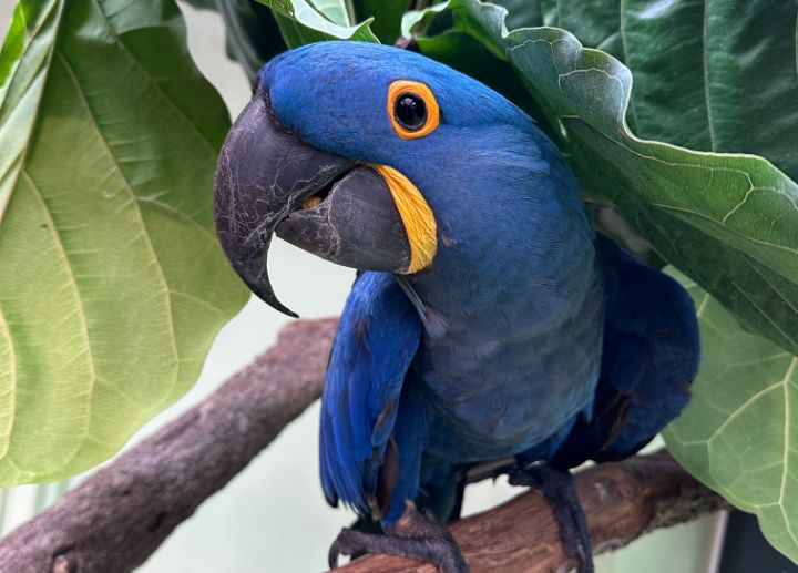 parrot