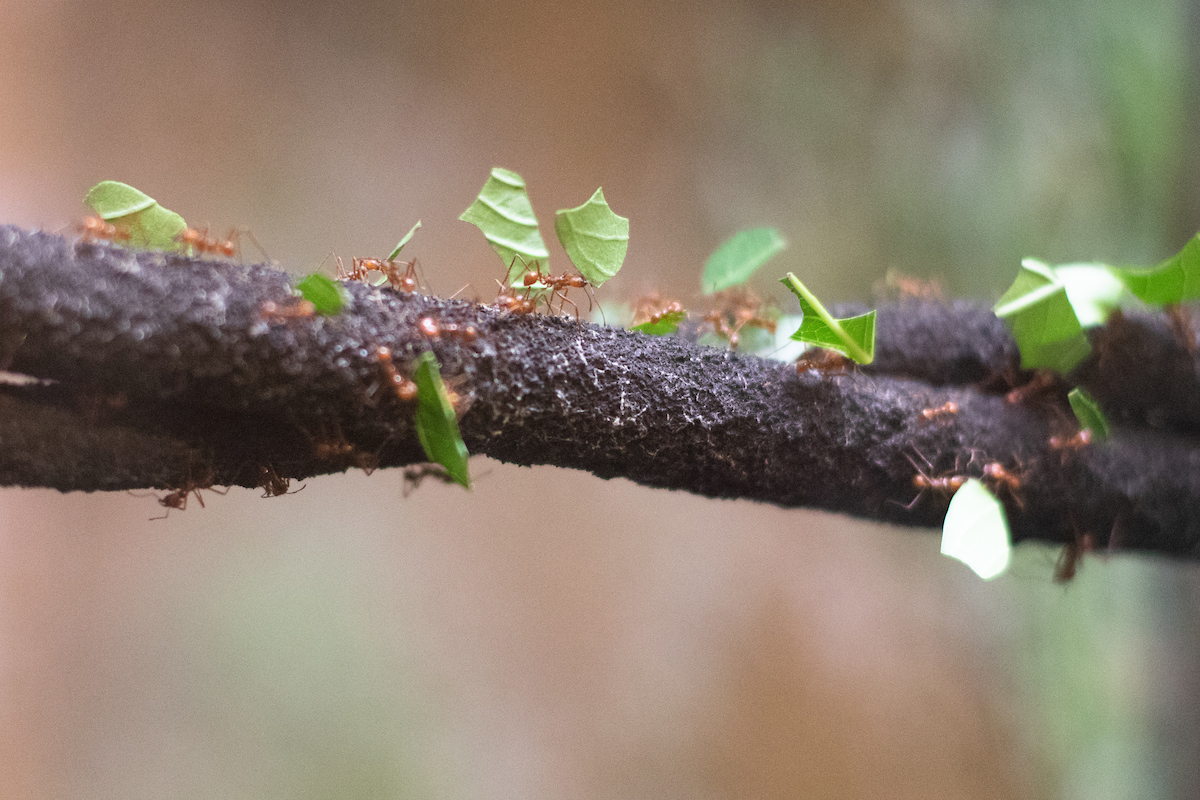 leafcutter ants