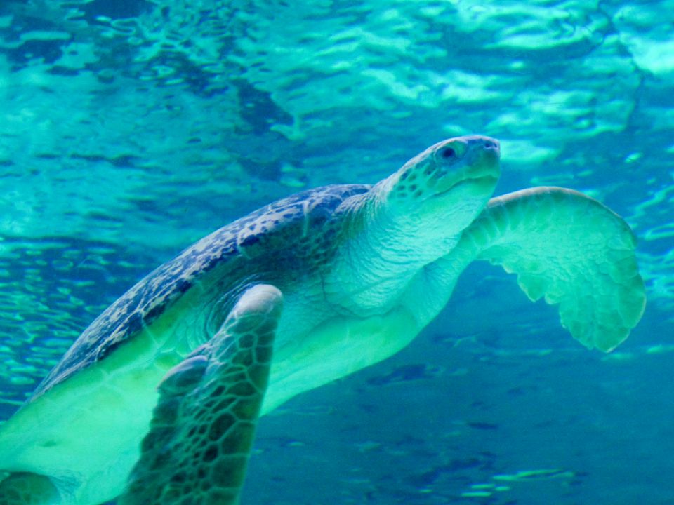 turtle