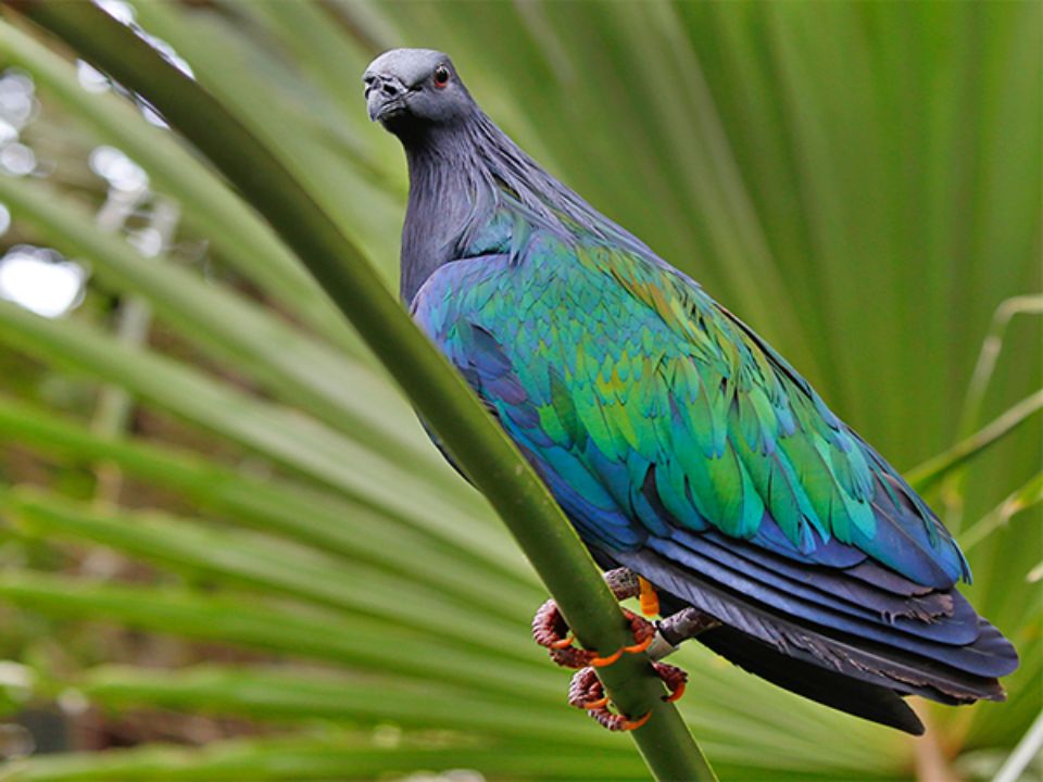 Bird