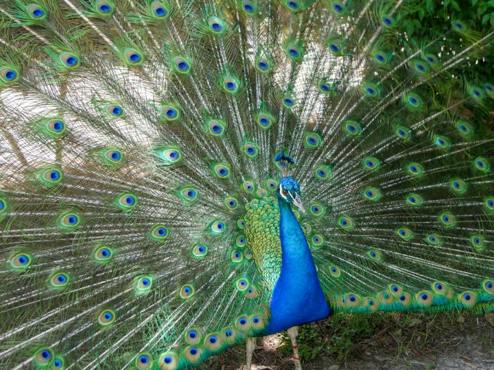 A male Peacock displaying it's feathers at Audubon Zoo