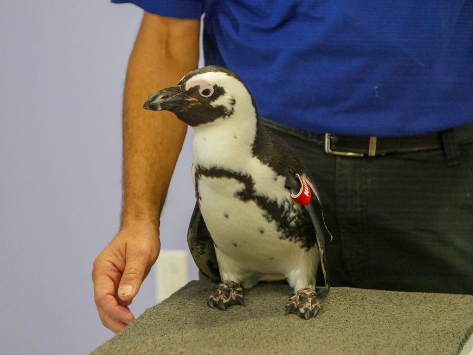 penguin party