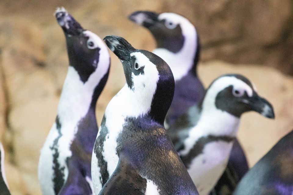 penguin