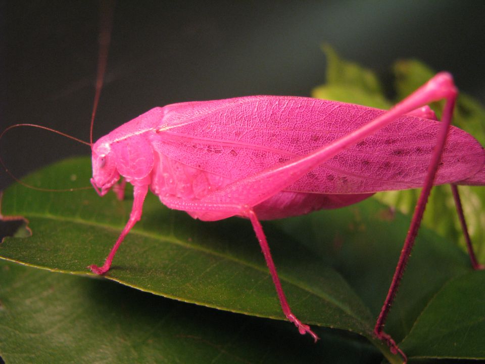 A pink katydid at Audubon Insectarium