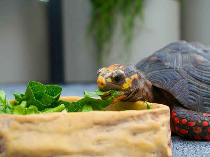 Tortoise