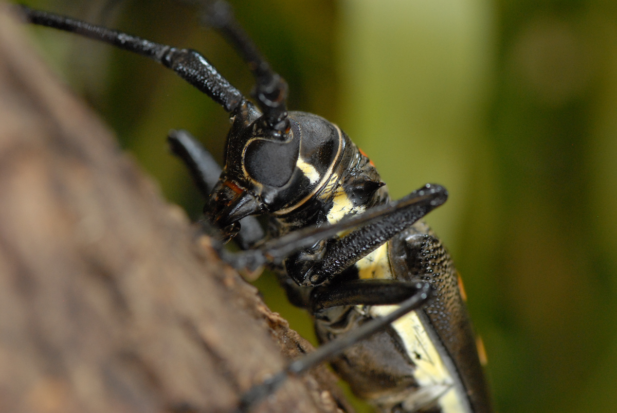 A Red-spotted Longhorn Beetle at Audubon Insectarium