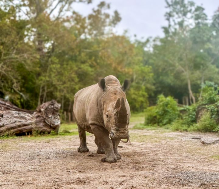 Rhinoceros