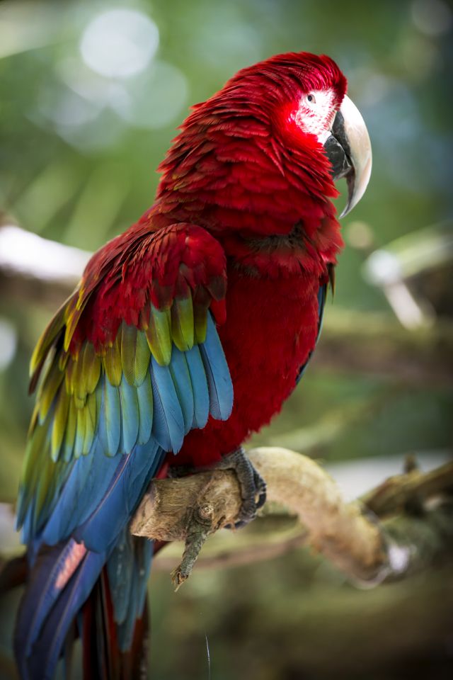 Toucan at WOW