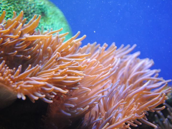 Sea Anemone