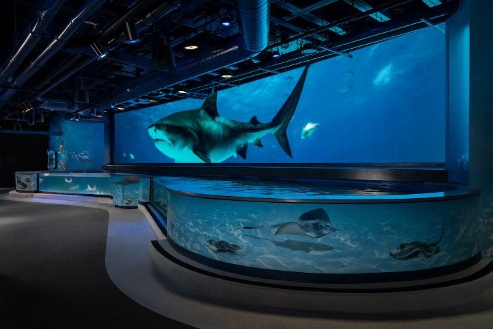 Shark Discover at Audubon Aquarium
