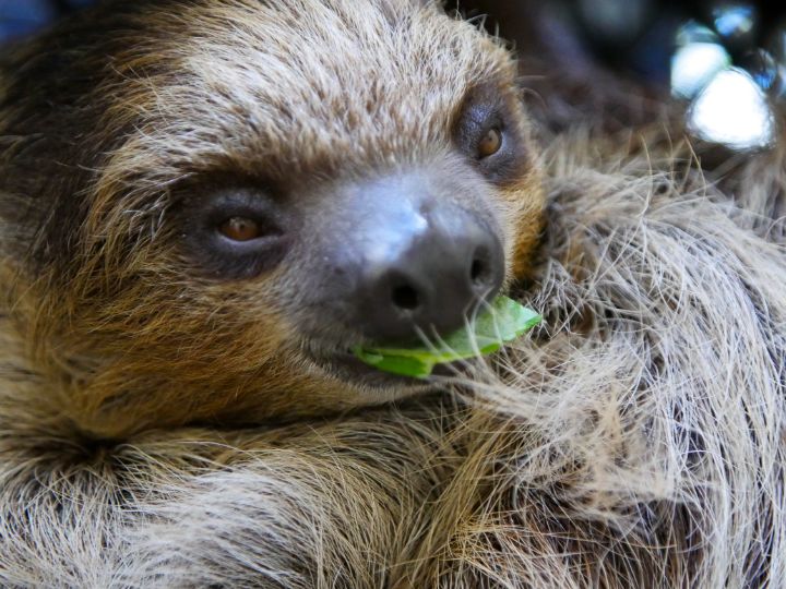 Sloth