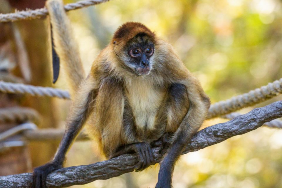 spider monkey
