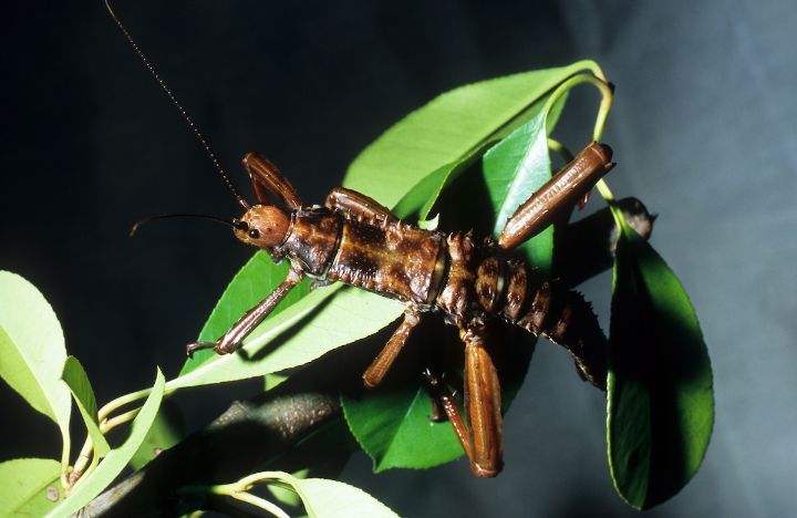 Thorny Devil Stick
