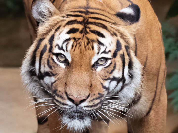 Malayan Tiger