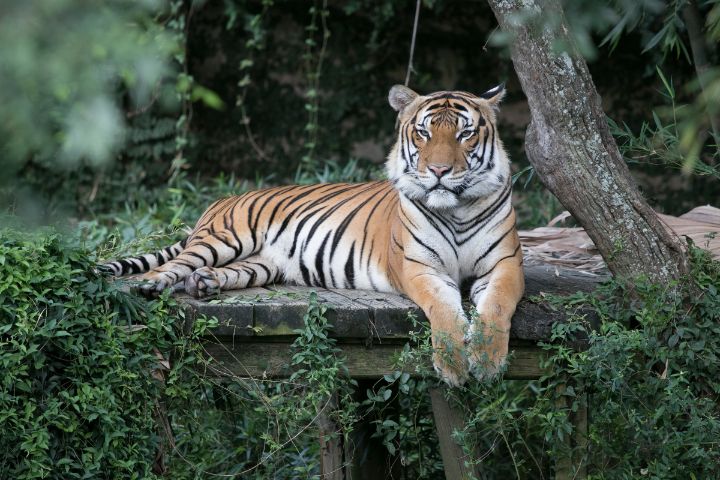 Tiger at Audubon Zoo