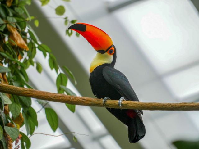 Bird at Wings of the World 