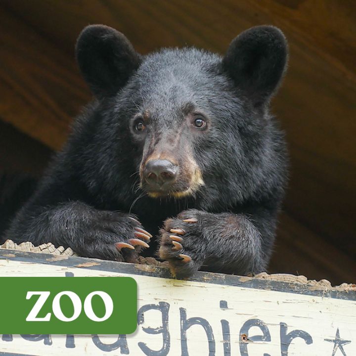 black-bear-bonanza