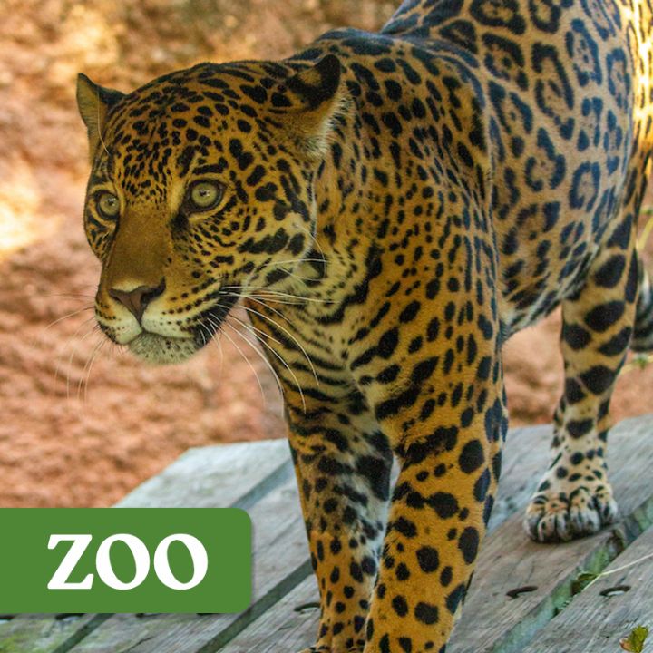 jaguar