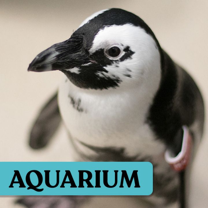 penguin