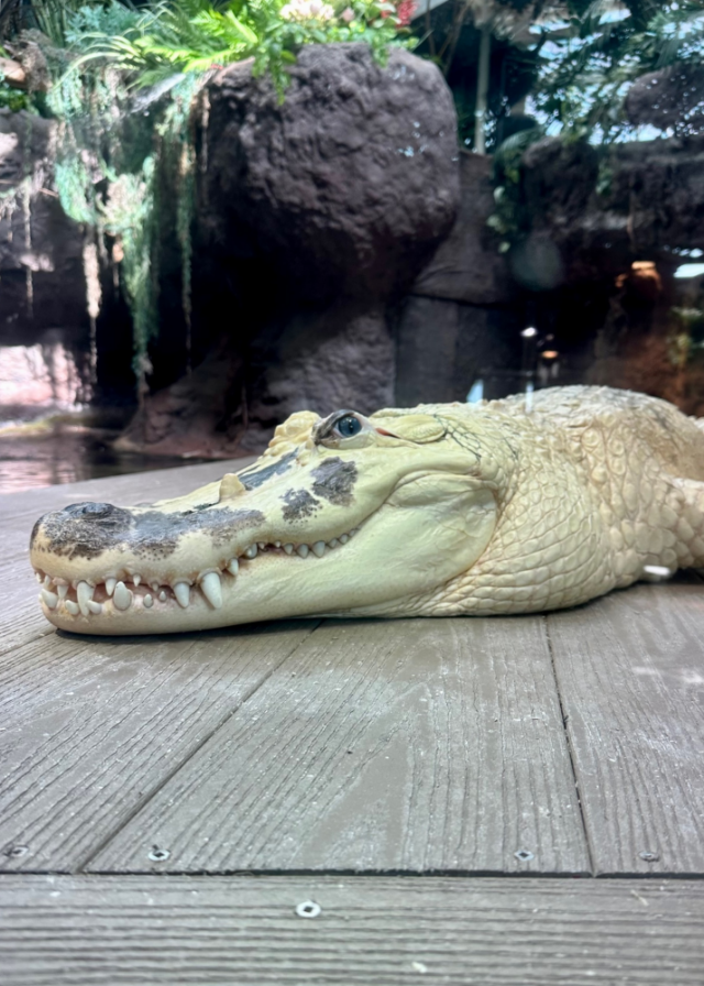 while alligator