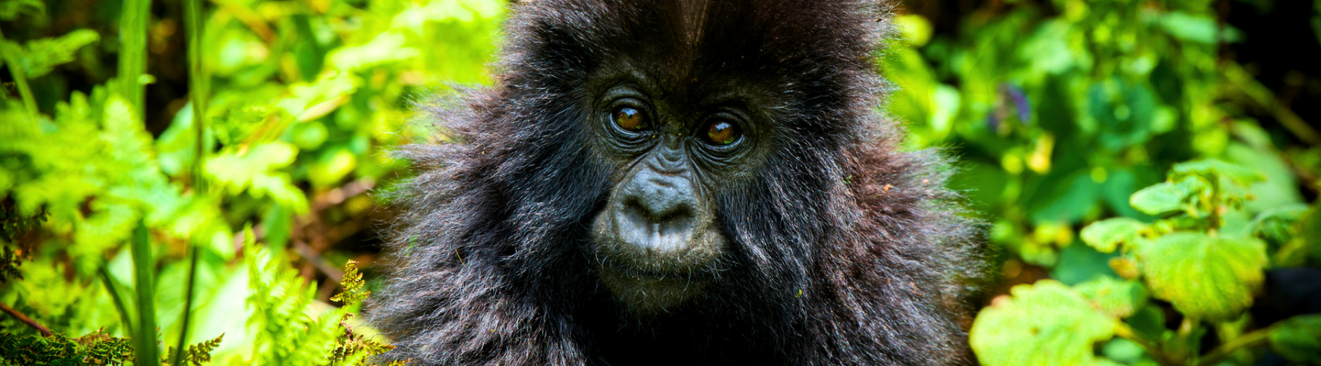Gorilla Trek Banner