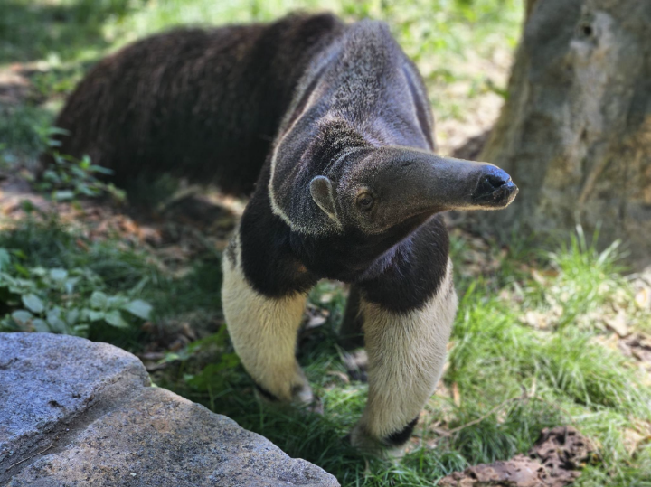 Giant Anteater