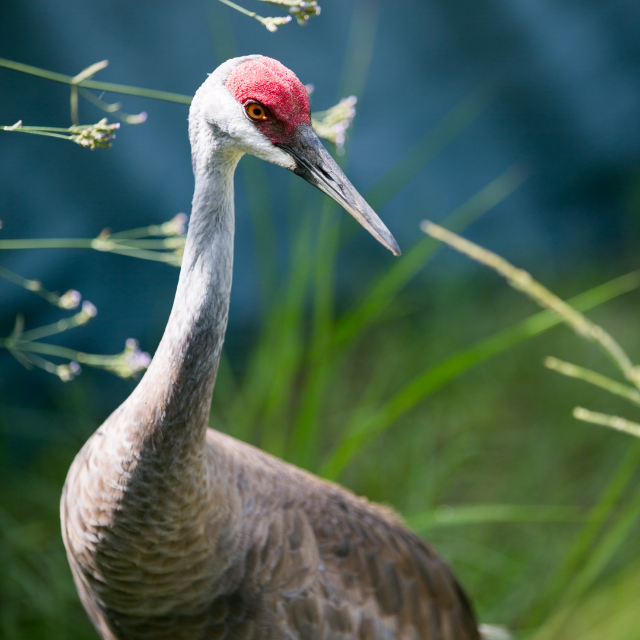 whooping cranes
