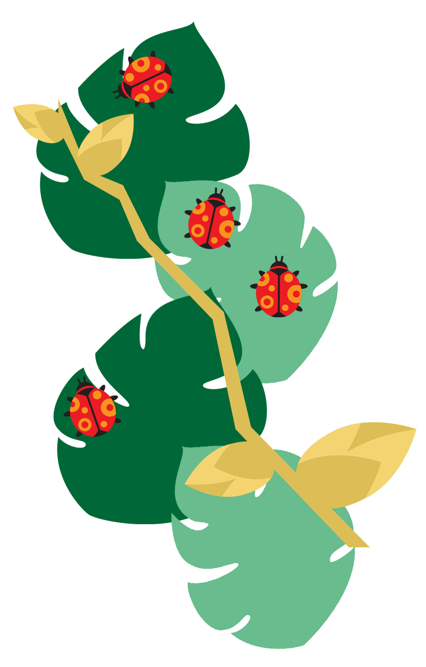lady bug