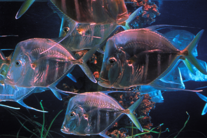 Lookdown Fish