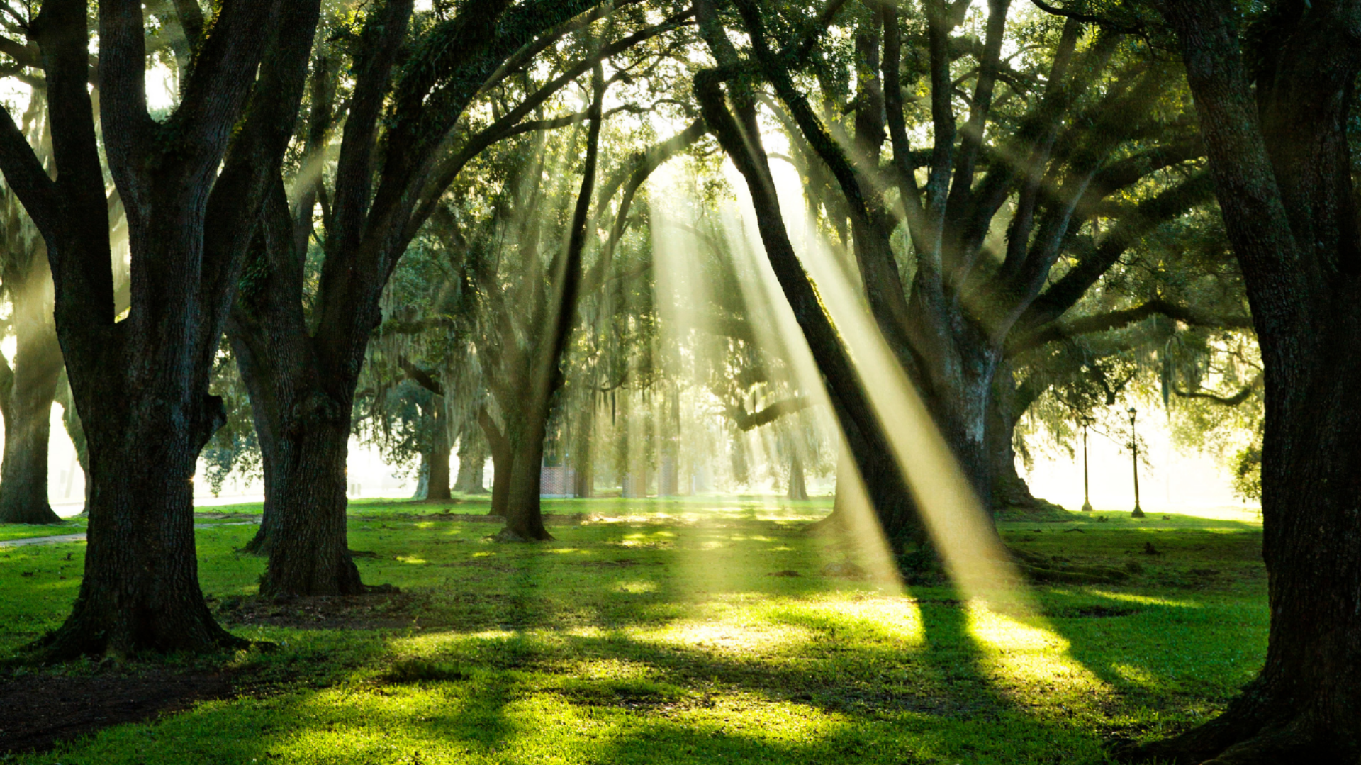 oak trees