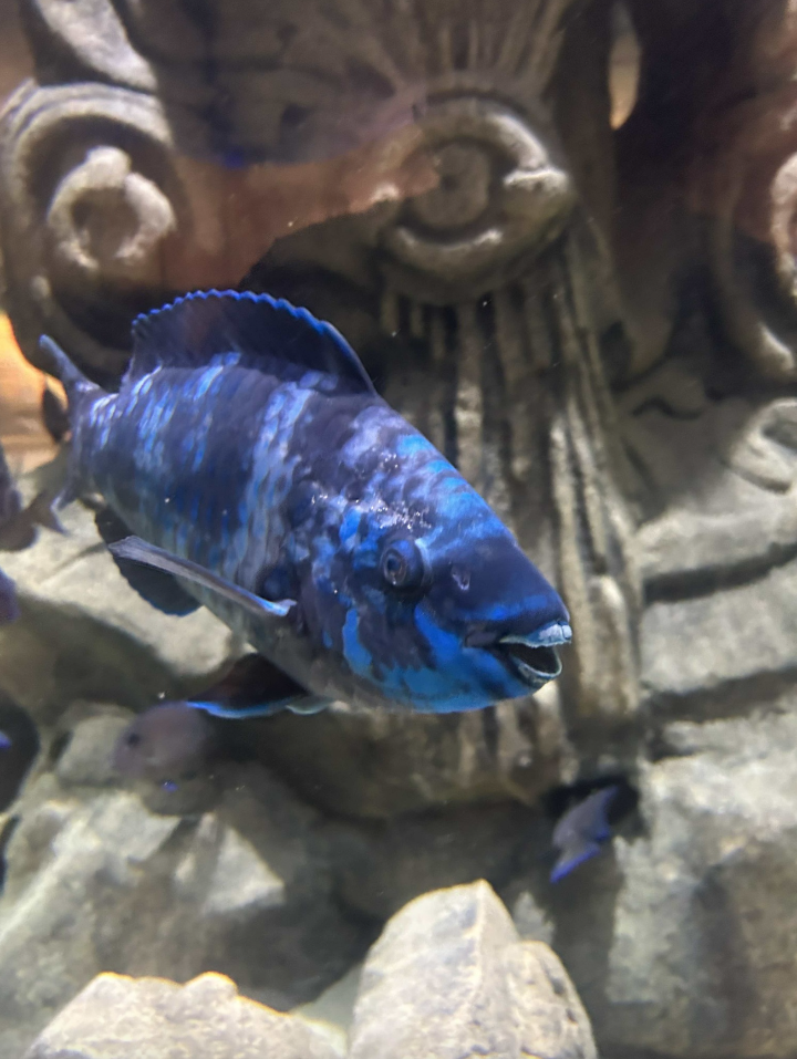 Parrotfish