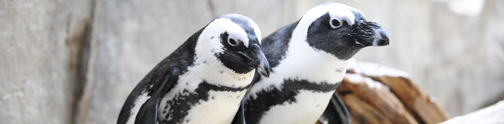 penguin swimming