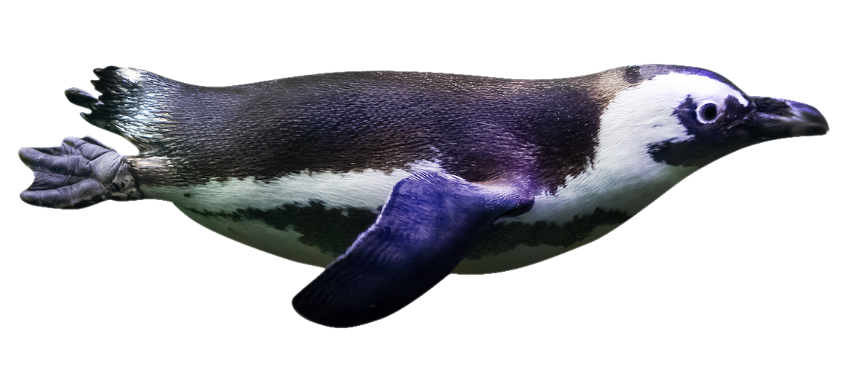 penguin