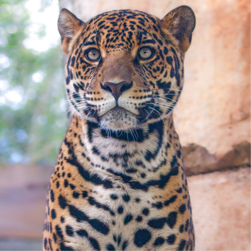 jaguar jungle