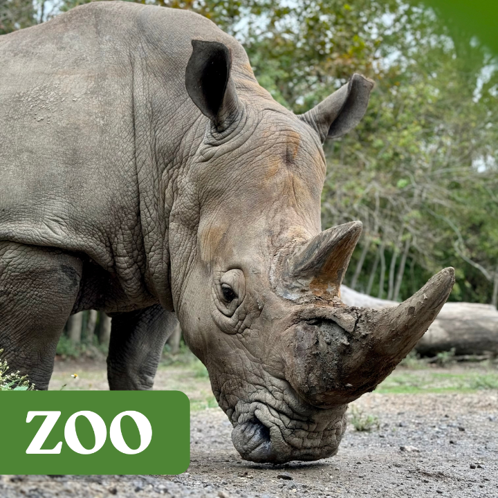 rhinoceros