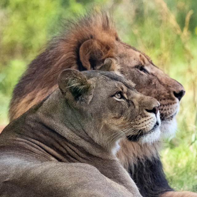 Lion Conservation