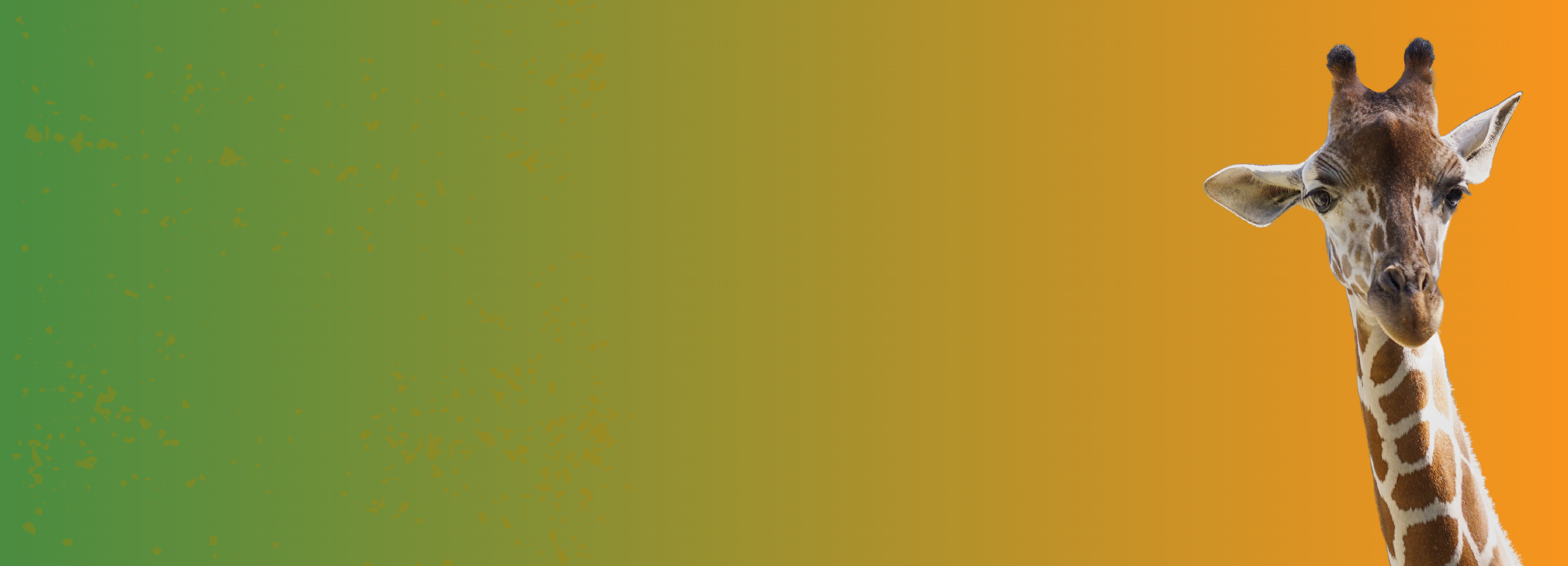 zoobilation